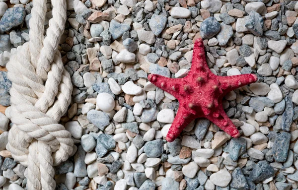 Primer plano de la estrella de mar roja y nudo marino acostado en guijarro colorido —  Fotos de Stock