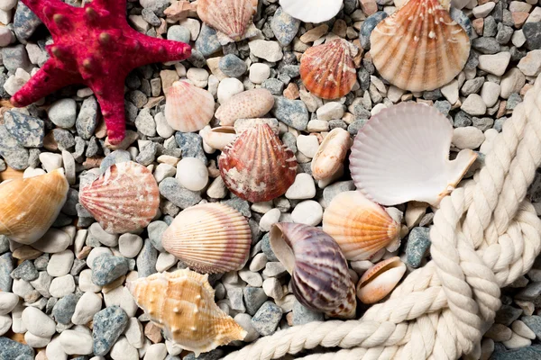 Background with colorful seashells and ropes lying on seashore — Stock Photo, Image