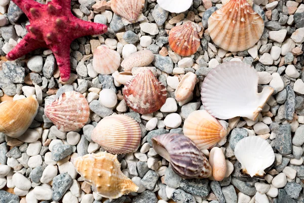Texture of sea bottom covered with colorful seashells and starfi — Stock Photo, Image