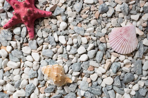 Orilla del mar cubierta de guijarros de colores, conchas marinas y estrellas de mar —  Fotos de Stock