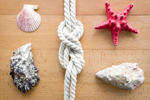 Closeup of seashells, starfish and knot from sailing travels — Stock Photo, Image