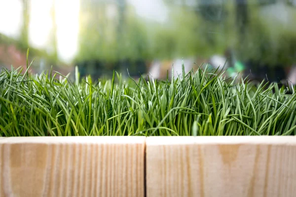 Texture of wooden boards and fresh green grass at sunny day — Stock Photo, Image