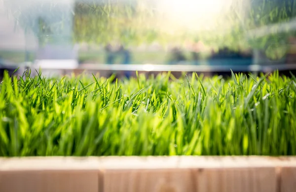 Close-up van vers groen gras groeien in houten op zonnige dag — Stockfoto