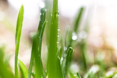 Çiğ sabah taze yeşil çimenlerin üzerinde makro çekim