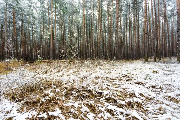 Πευκοδάσος που καλύπτονται από την τήξη χιονιού στην άνοιξη της Ευρώπης — Φωτογραφία Αρχείου