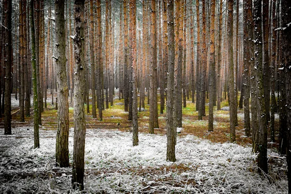 明るい春の日の松林の風景 — ストック写真