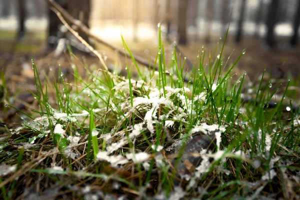 Macro shot of fresh grass covered by show at sunny day in forest — Stock Photo, Image