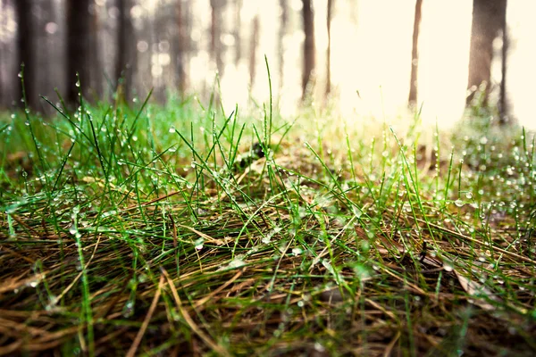 Getönter Schuss grünen Grases, der an sonnigen Tagen im Wald von Tau bedeckt ist — Stockfoto