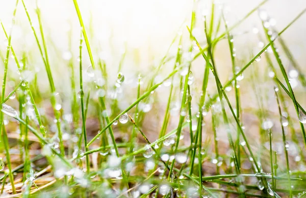 Makroaufnahme von frischem grünen Gras, das am sonnigen Morgen von Tau bedeckt ist — Stockfoto