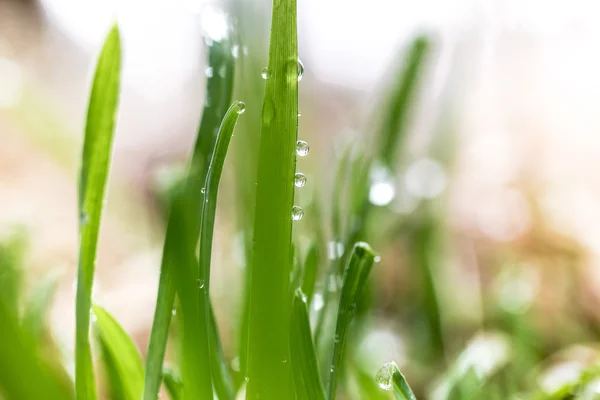 Makroschuss von Tau auf frischem grünen Gras am Morgen — Stockfoto