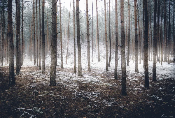 Gruseliger Winterwald im Nebel Stockbild
