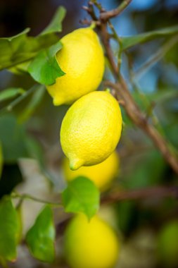 taze olgun limon ağacı dalı Garden asılı