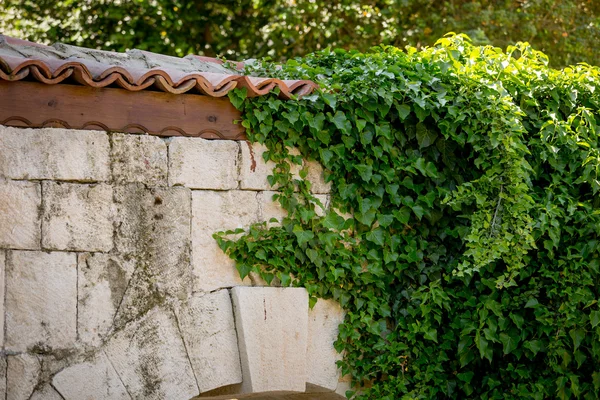 Ivy leaves on old stone wall with tiled roof — Stock Photo, Image