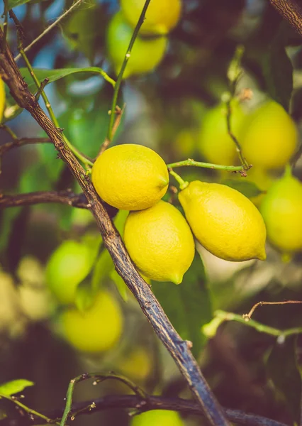Tonas skott av färska mogna citroner växer på träd — Stockfoto