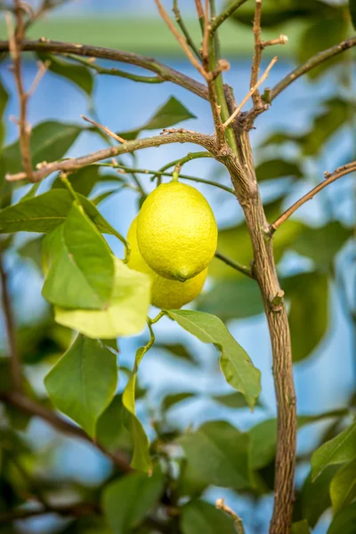 Lemon matang tumbuh di pohon di kebun — Stok Foto