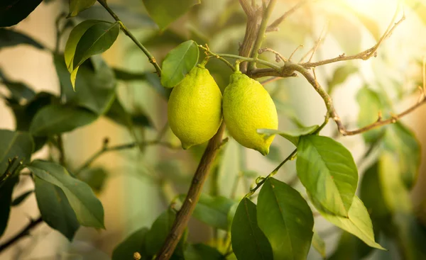 Närbild av mogna citroner växer på träd på solig dag — Stockfoto