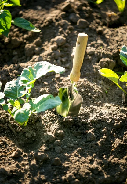 Small spade with wooden handle stuck in the garden bed — Stock Photo, Image