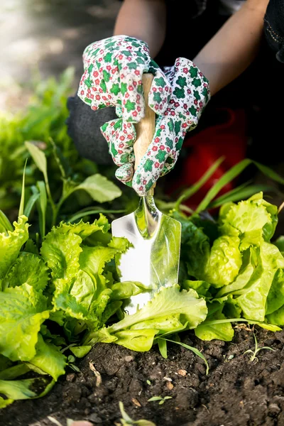 Closeup of woman spud lettuce garden bed with metal spade — Stock Photo, Image