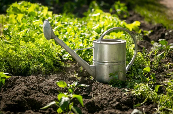 Edelstahl-Gießkanne auf Gartenbeet mit Salatanbau — Stockfoto