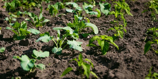 Reihen von grünem Salat wachsen auf fruchtbarem Boden im Garten — Stockfoto