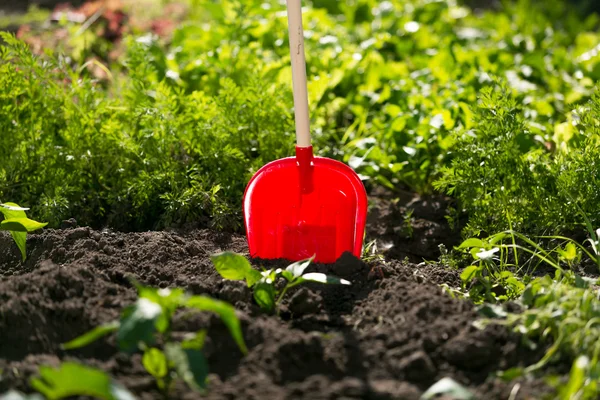 Nahaufnahme von rotem Spaten steckt im Gartenbeet fest — Stockfoto