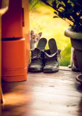 Toned shot of cute white kitten looking out of the old old shoe clipart
