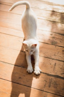 white kitten stretching on wooden floor at sunny day clipart
