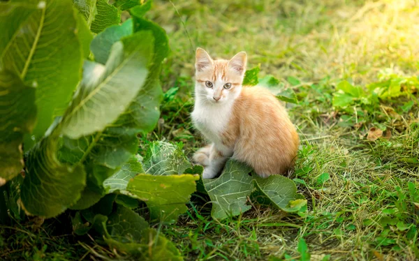 Lindo gatito sentado en la hierba alta en la mañana temprano — Foto de Stock