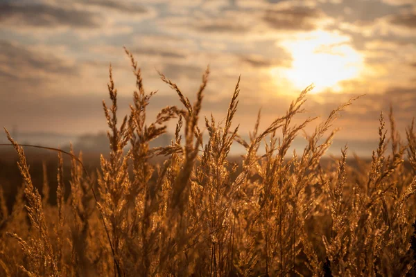 Vista do nascer do sol sobre o prado dourado — Fotografia de Stock