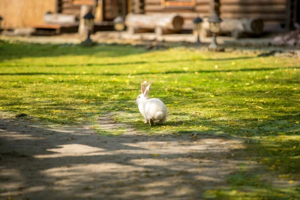 Pequeno coelho branco sentado no prado na fazenda — Fotografia de Stock
