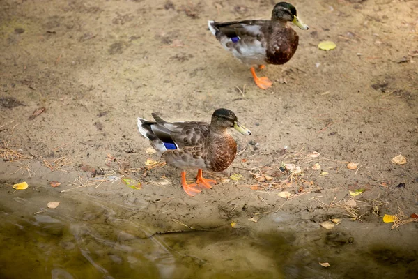 Kachny na pobřeží písečné řeky při západu slunce — Stock fotografie