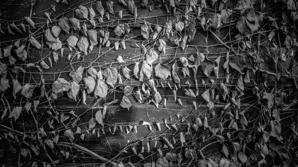 Black and white texture of fence overgrown with ivy — Stock Photo, Image