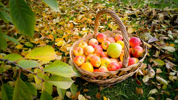 Basket full of ripe apples on ground covered by yellow autumn le — Stock Photo, Image