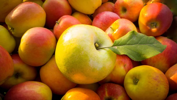 Primer plano de manzana verde con hojas sobre manzanas rojas — Foto de Stock