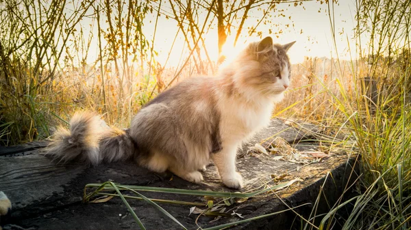 Tonificado tiro de gato sentado en el tronco en el lago al amanecer — Foto de Stock