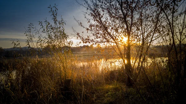 View of sun shining through tree growing at lake — Stock Photo, Image