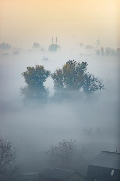 Вид на лес, покрытый туманом ранним утром перед восходом солнца — стоковое фото