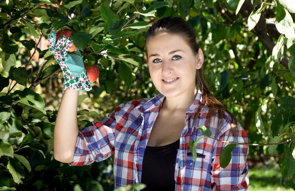 Brünette Frau in Gartenhandschuhen pflückt Äpfel vom Baum — Stockfoto