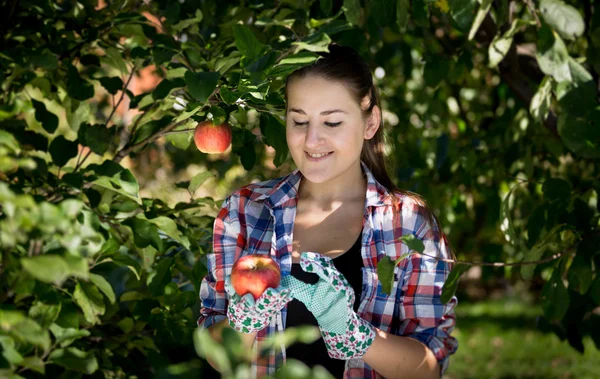 Jeune femme souriante cueillette des pommes au jardin — Photo