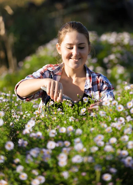 Улыбающаяся женщина режет цветы в саду в солнечный день — стоковое фото
