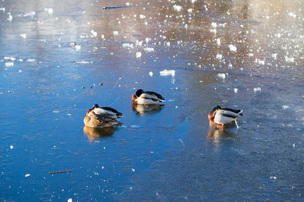 Sleeping ducks — Stock Photo, Image