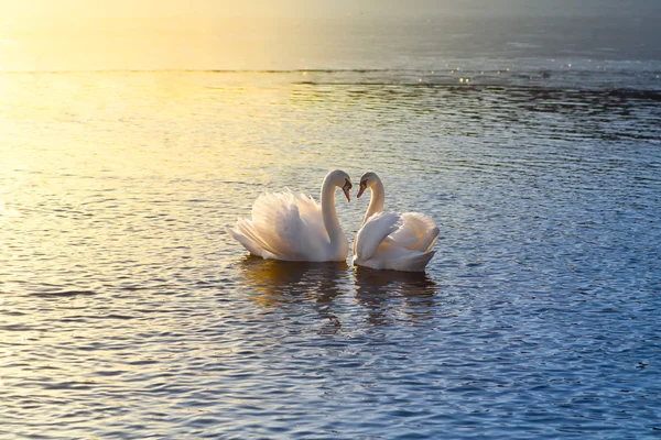 Dos cisnes formando un corazón — Foto de Stock