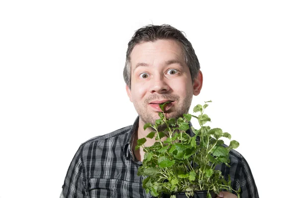 Eating a plant — Stock Photo, Image