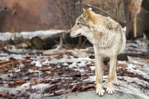 Wolf im Wald — Stockfoto