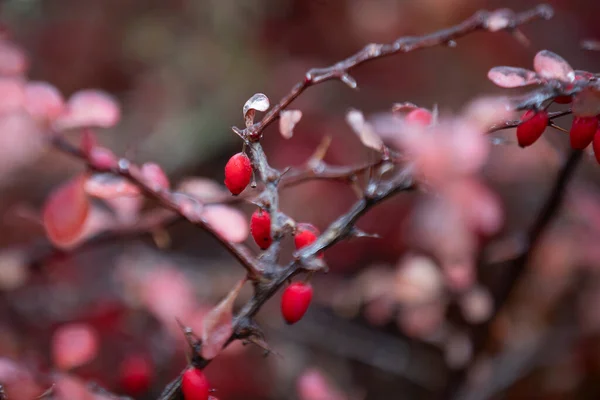 Barberry Pertence Gênero Arbustos Menos Frequentemente Árvores Família Barberry Estes — Fotografia de Stock