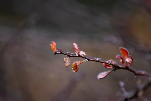 Struik Levensvorm Van Planten Meerjarige Houtige Planten Met Een Hoogte — Stockfoto