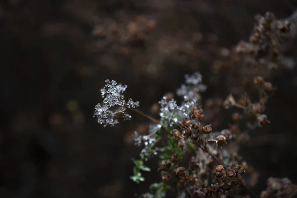 Una Planta Arbórea Bajo Crecimiento Que Tiene Tronco Principal Con —  Fotos de Stock