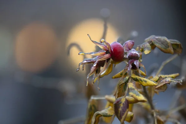 Arbustos Espinhosos Moitas Impenetráveis Floresta Outono Armazém Vitaminas Primeiras Associações — Fotografia de Stock