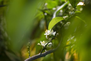 Mandalina çiçekleri, polenleme olmadan kolayca çekirdeksiz partenokarik meyveler oluştururlar, özellikle de tek bir ağaç meyve verebilsin diye..