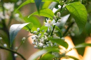 Mandalina çiçekleri, polenleme olmadan kolayca çekirdeksiz partenokarik meyveler oluştururlar, özellikle de tek bir ağaç meyve verebilsin diye..